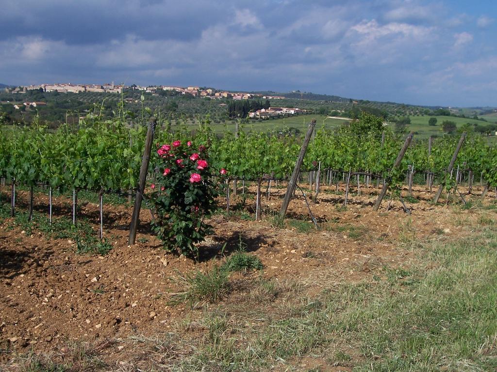 Agriturismo La Carlina Villa Magliano in Toscana Exterior foto